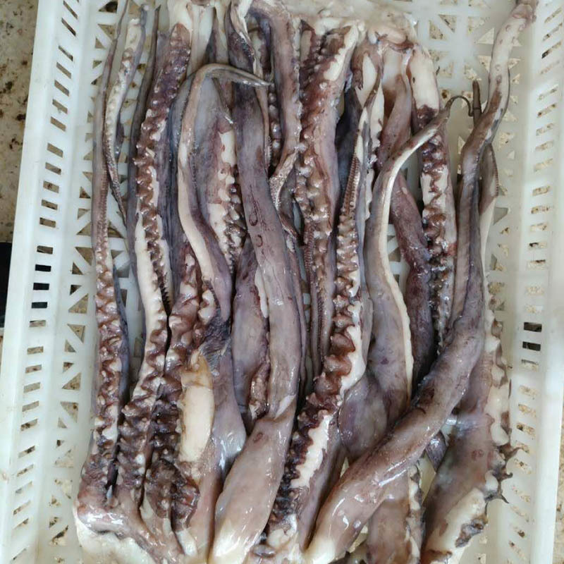 Raw clean fresh Peru squid head with large giant squid tentacles