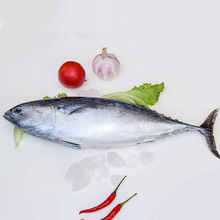 Bonito Tuna Fish Auxis Tapeinosoma