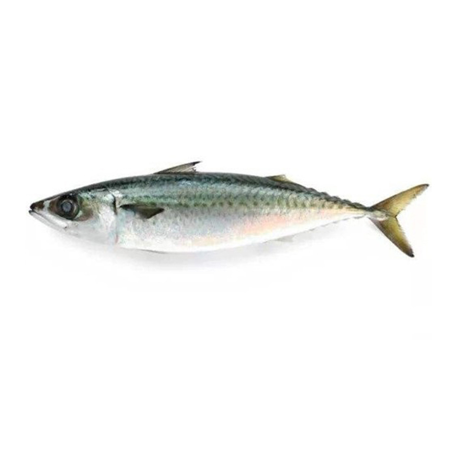 Pacific Mackerel