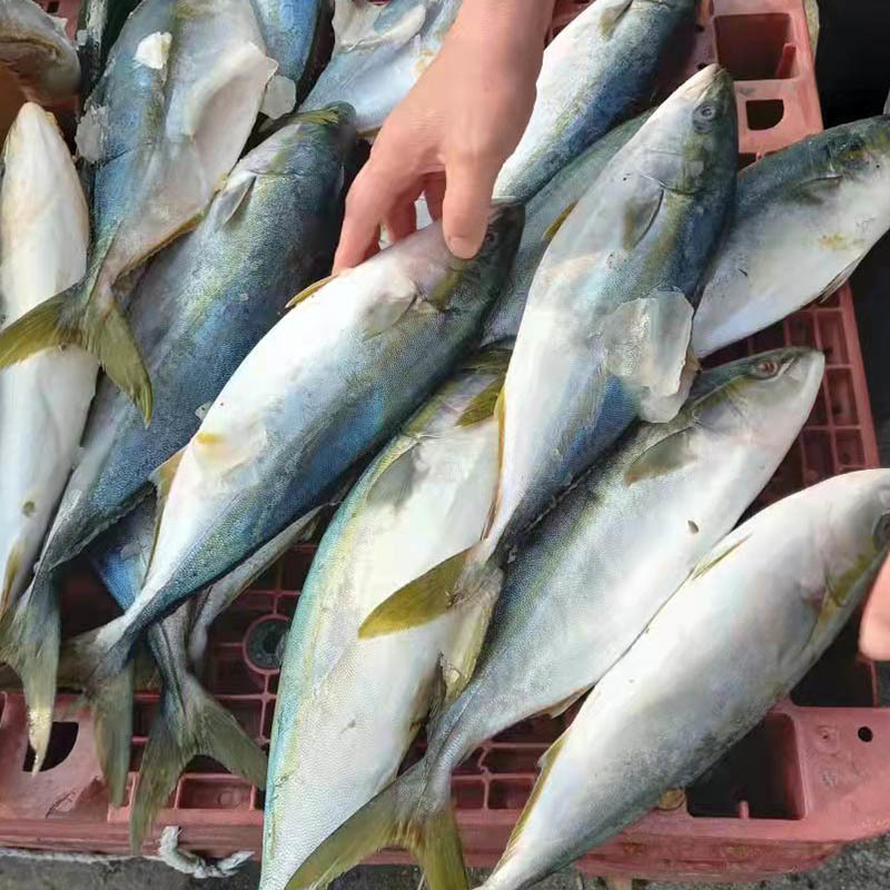 Golden Pomfret Trachinotus Ovatus: A Delightful Addition to Any Menu