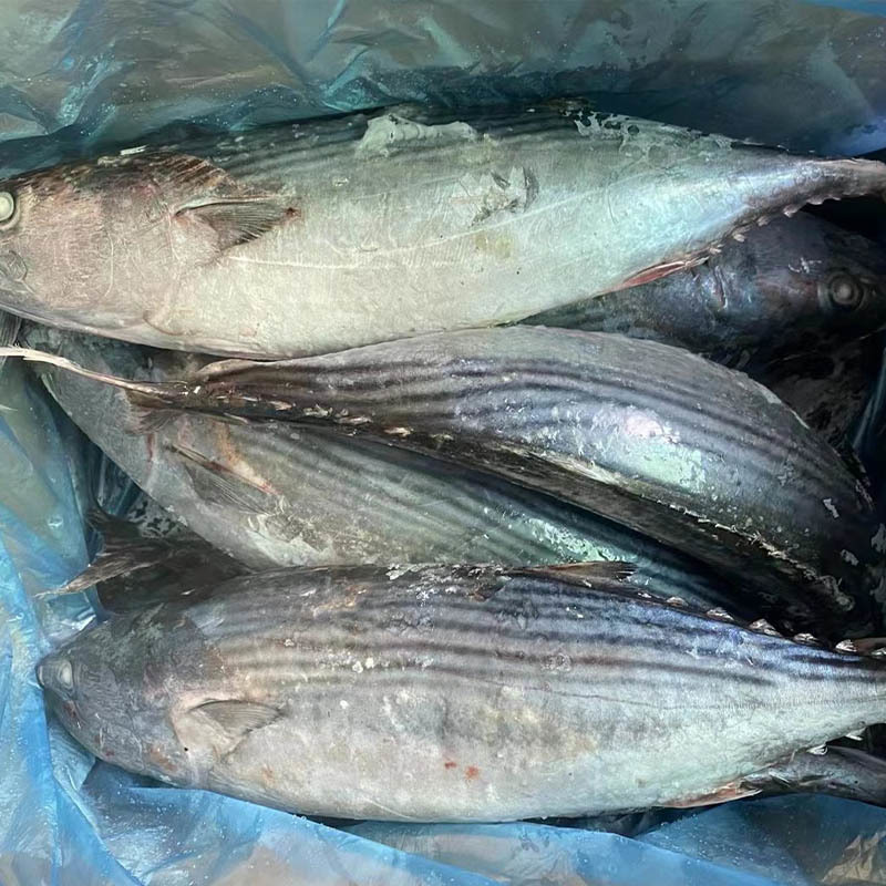 Unlocking the Delights of Frozen Golden Pomfret: A Culinary Journey