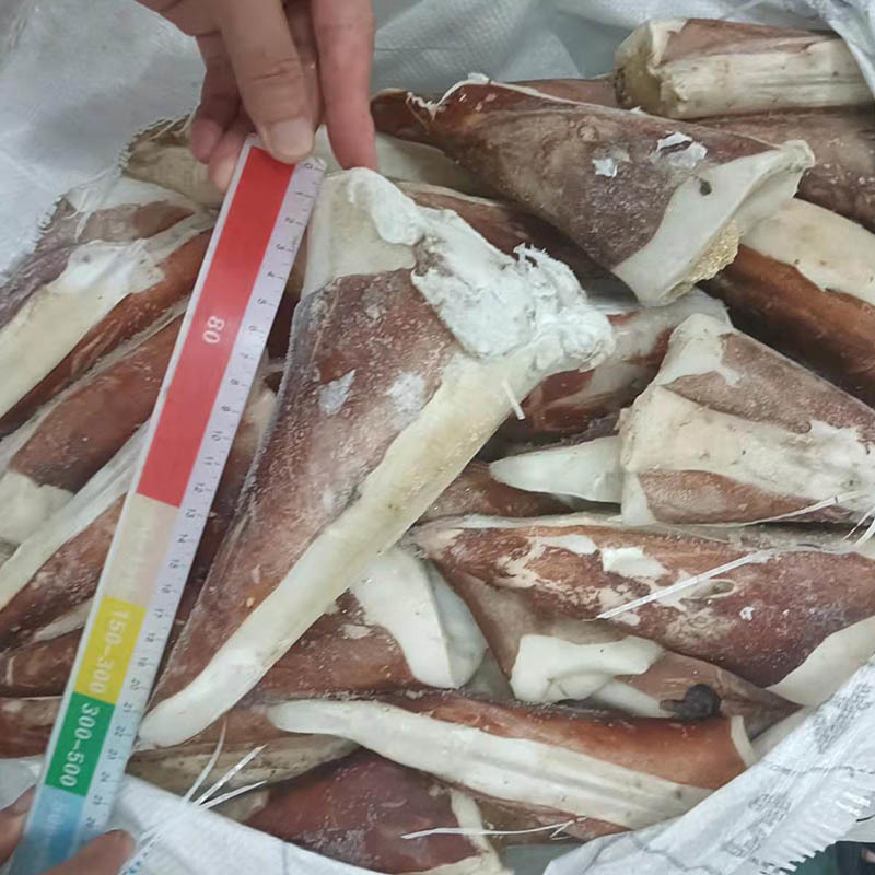 Unlocking the Potential of Indian Ocean Squid: A Dive into Nutritional and Culinary Benefits