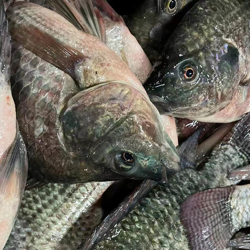 Frozen Fresh Black Tilapia Fish Whole Round For Sale