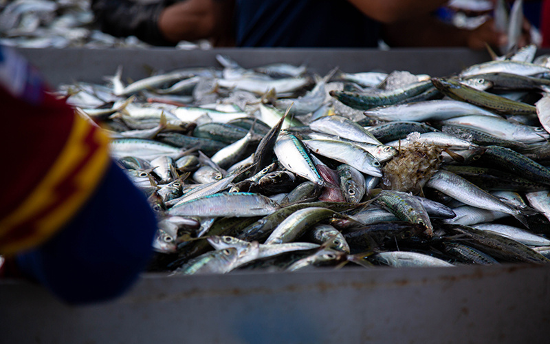 The Science Behind the Superior Taste of High-Quality Frozen Pacific Mackerel