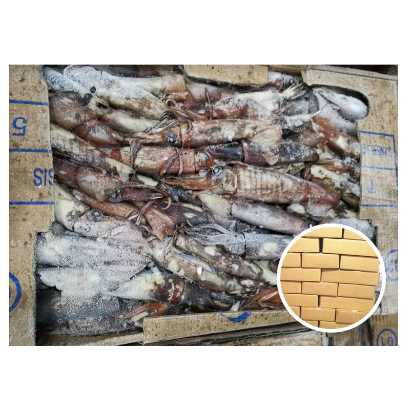 Indian Ocean Squid Sthenoteuthis Oualaniensis