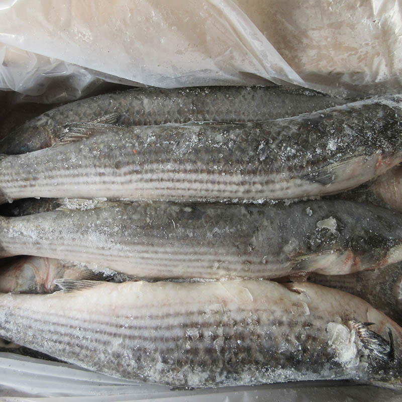Unveiling the Nutritional Benefits and Culinary Uses of Small Eyes Horse Mackerel