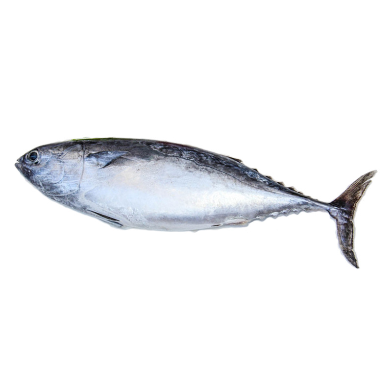 Bonito / Tuna