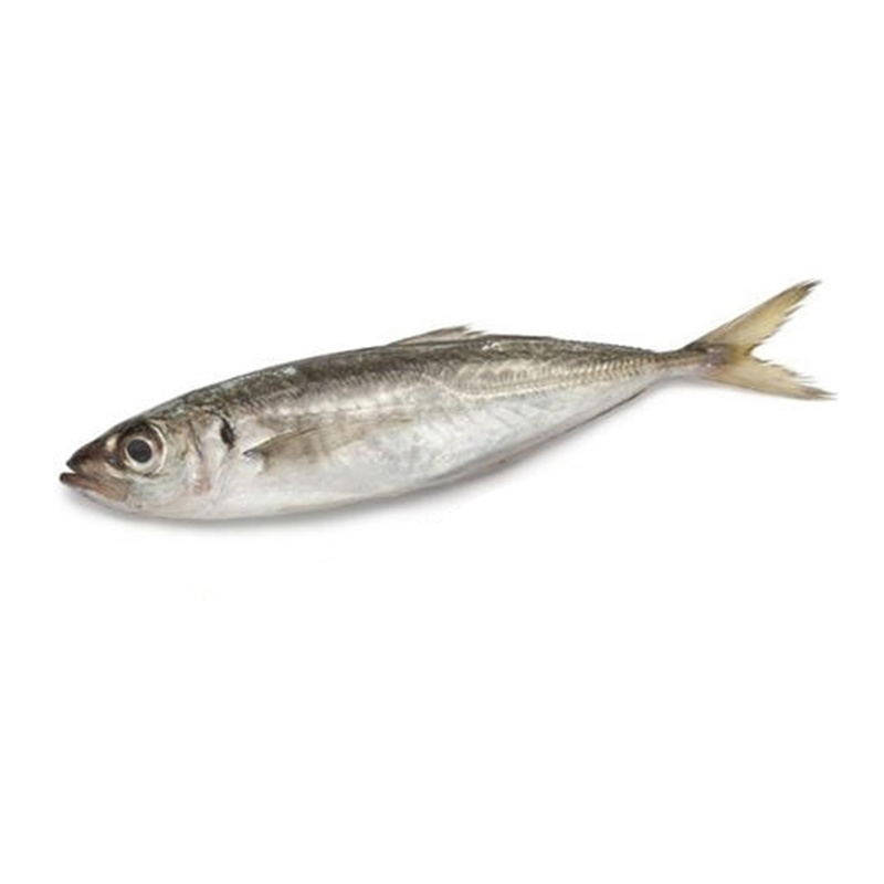 Horse Mackerel