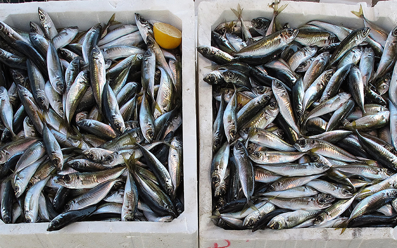 Maximizing Opportunities in the Frozen Pacific Mackerel Market
