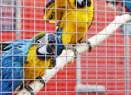 Manufacture epoxy coated welded wire mesh aviary welded wire mesh