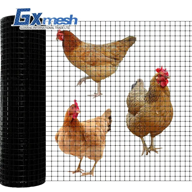 Manufacture black coated chicken wire for American market