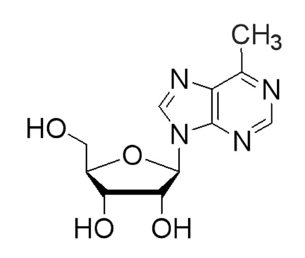 6-Methyl-9-(beta-D-ribofuranosyl)-9H-purine