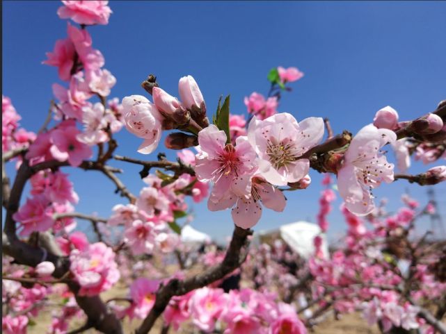 黄河之旅 | 山西美丽乡村游指南