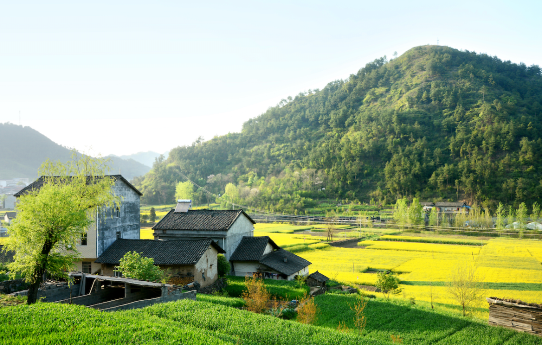 黄河流域是乡村振兴主战场，都有哪些省乡村振兴局挂牌