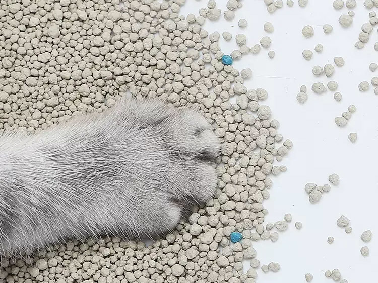 What if your cat doesn't want to use bentonite litter