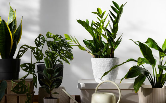 Gifts do not have to choose valuables