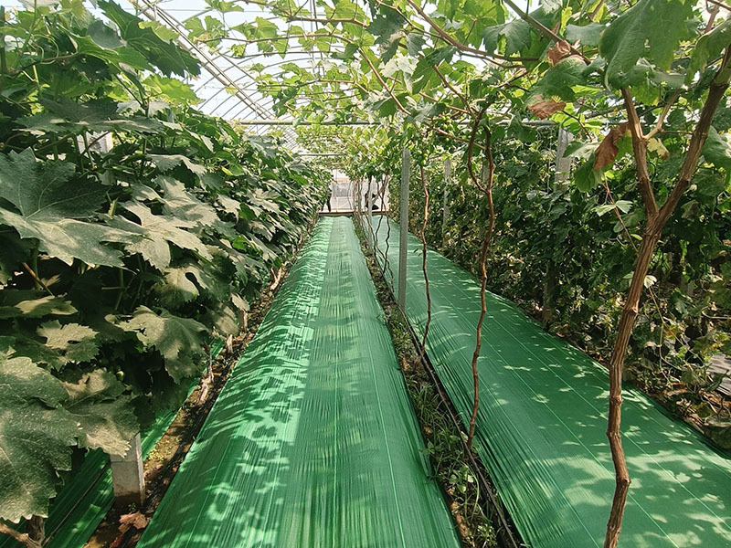 Greenhouse Orchard Greenhouse Orchard