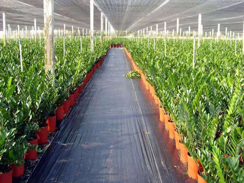 Greenhouse Greenhouse