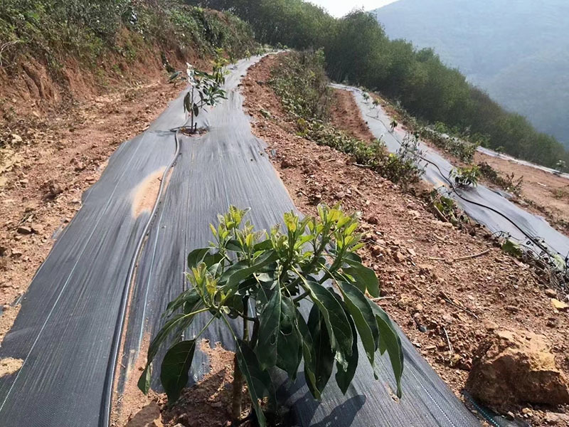 What are the advantages and disadvantages of using grass proof cloth