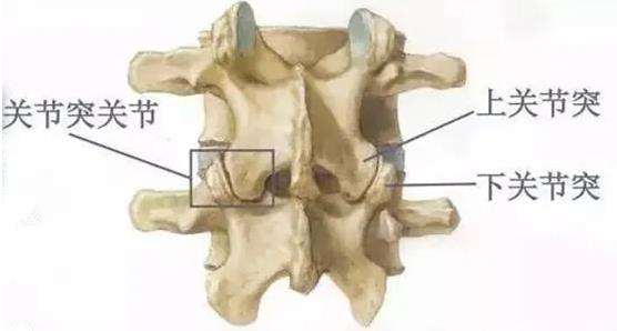 認(rèn)識腰椎小關(guān)節(jié)紊亂