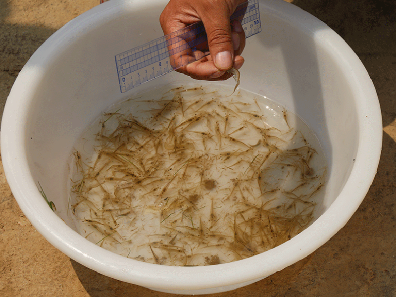 Shrimp seed, finished shrimp seed, finished product