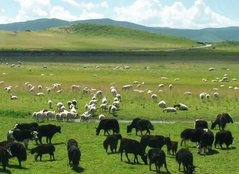 Agriculture and animal husbandry