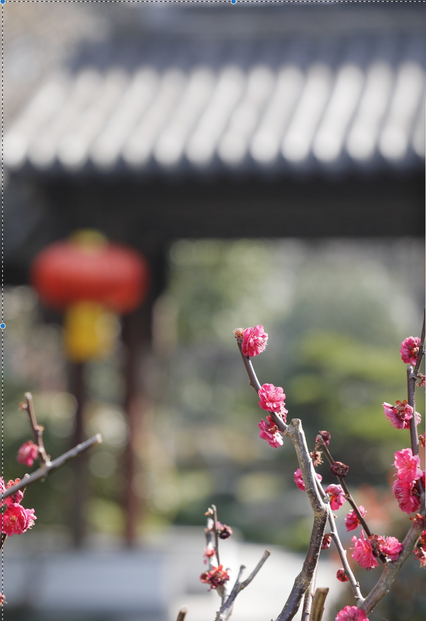 东郊探春寻味，共赴“梅”好时光 | 南京东郊国宾馆2023赏梅季活动进行中~