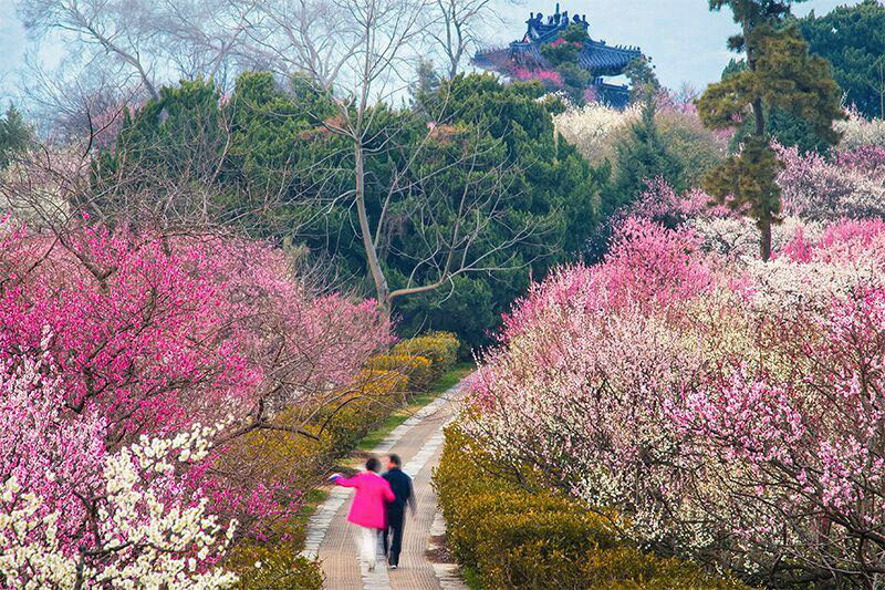 2月16日~3月15日南京国际梅花节|夜憩东郊 情醉金陵！