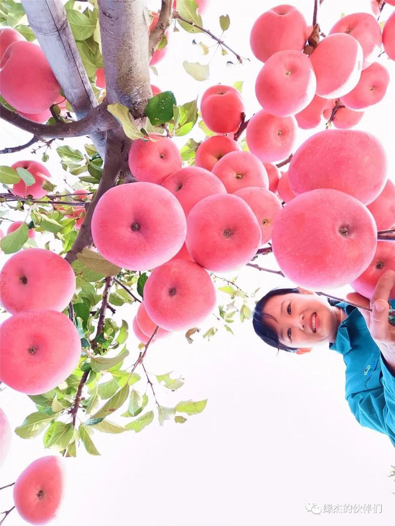 綠杰股份