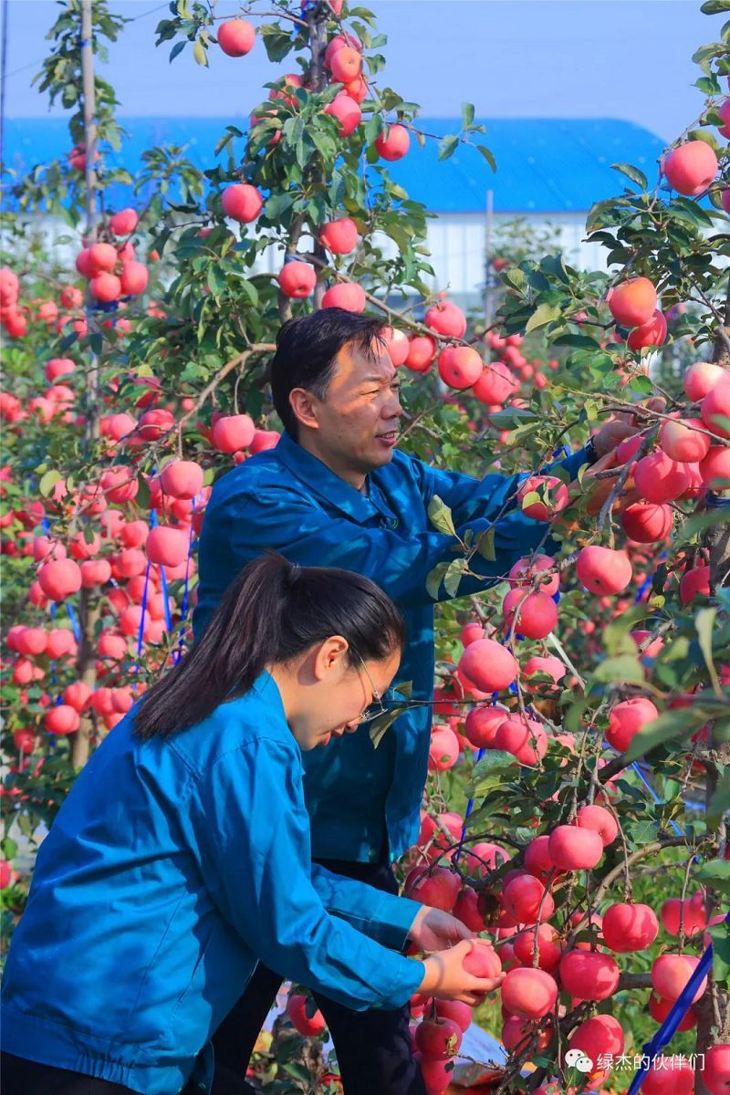 綠杰股份