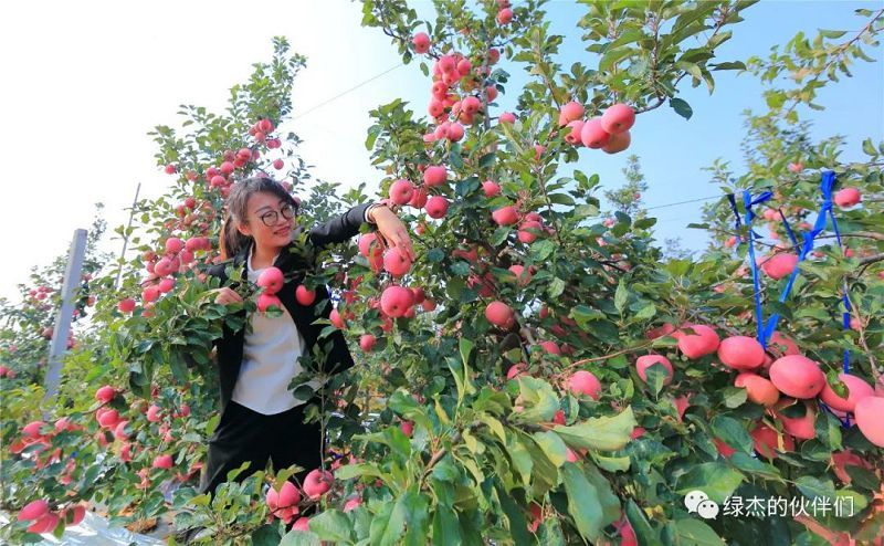 綠杰股份