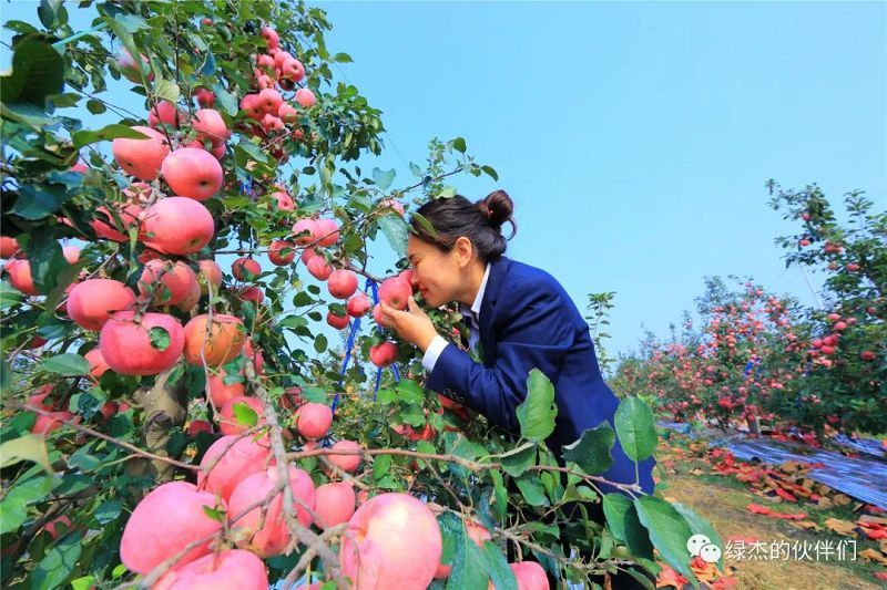 綠杰股份