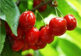 Share some tips for deodorizing refrigerators