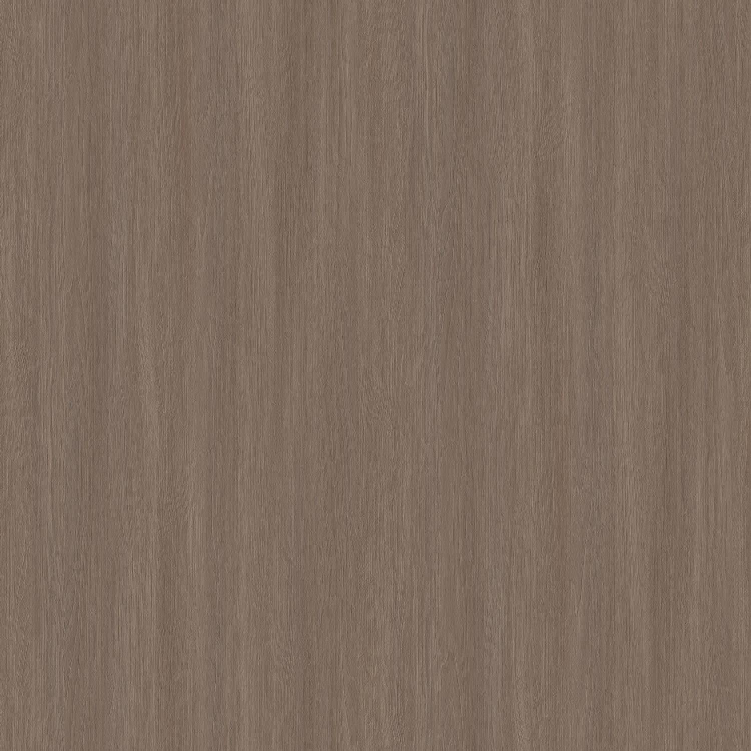 2760 茶鳴橡櫟