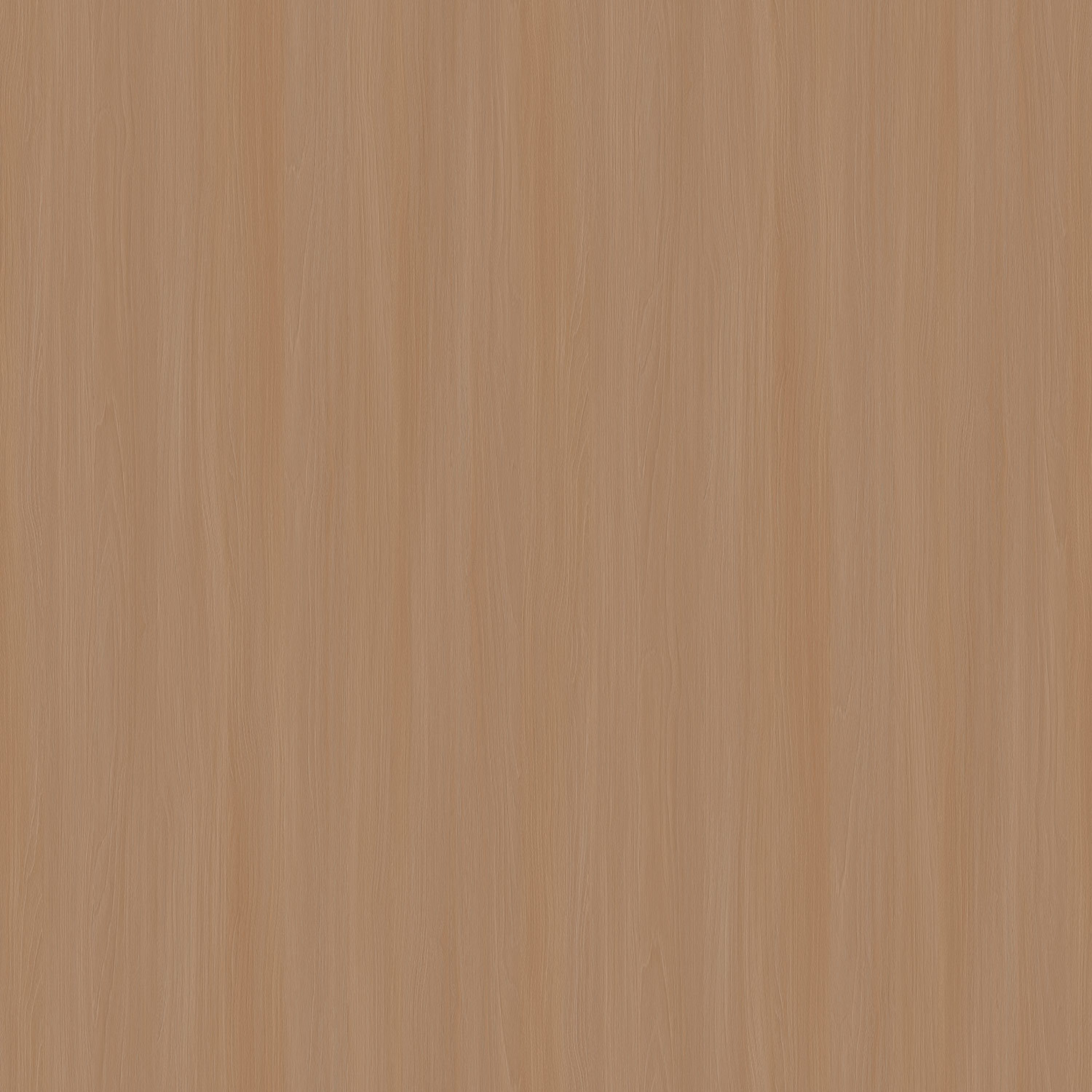 2760 茶鳴橡櫟