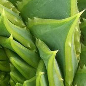 野菜＝绿色食品？这些野菜食用的大坑别再踩了！