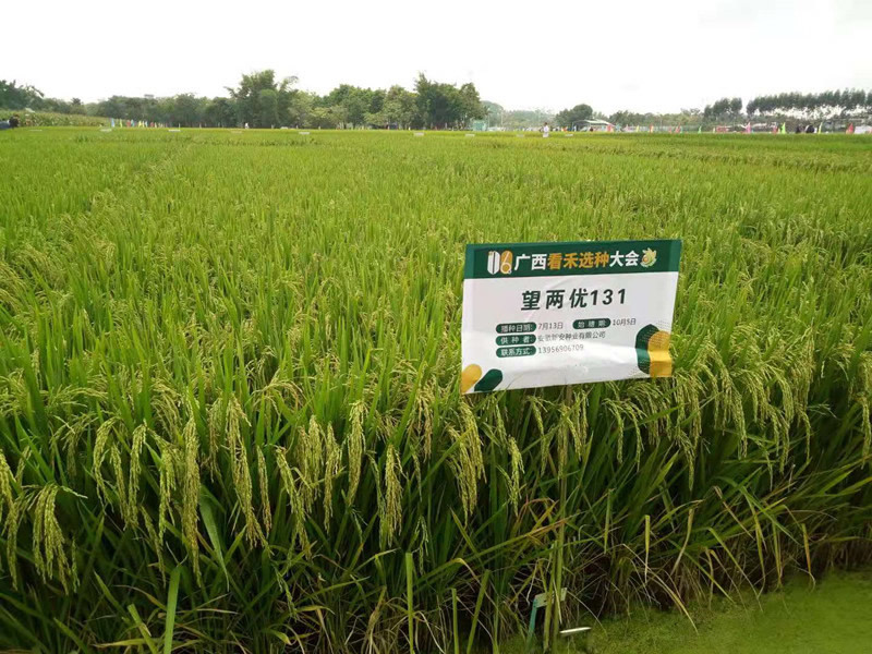 廣西看禾 新安耀目