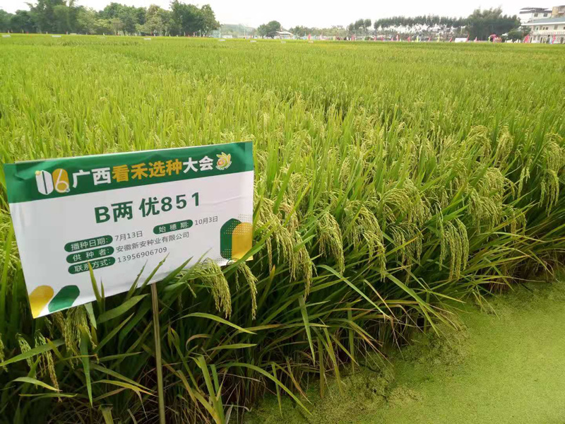 廣西看禾 新安耀目