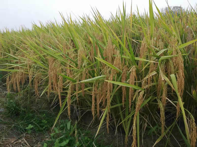 廣西看禾 新安耀目