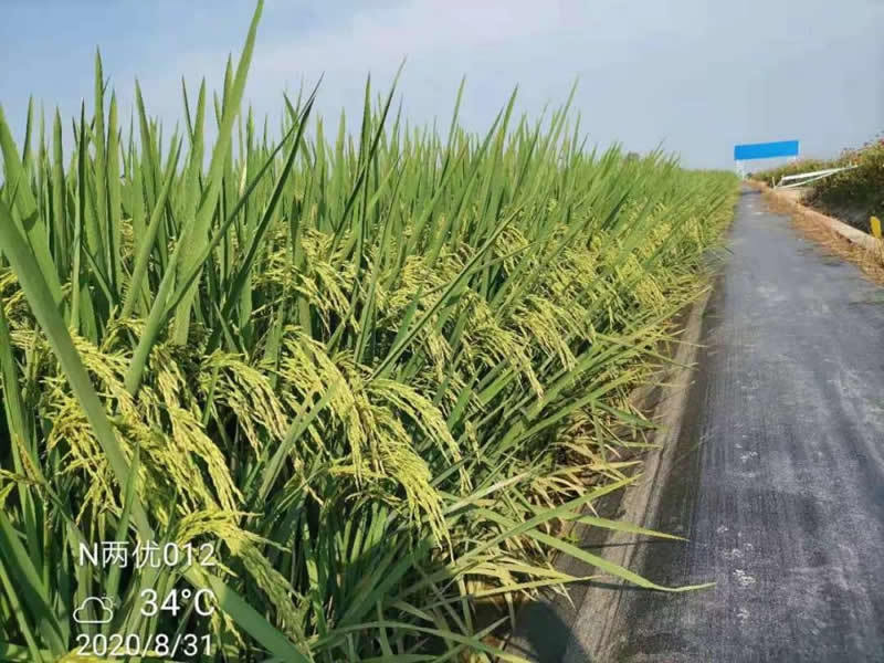 熱烈祝賀新安種業“N兩優012”榮獲“2020年安徽省水稻新品種展示推薦品種”榮譽稱號
