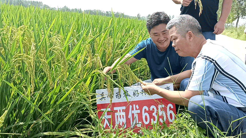 新安種業技術團隊深入田間低頭做好技術服務