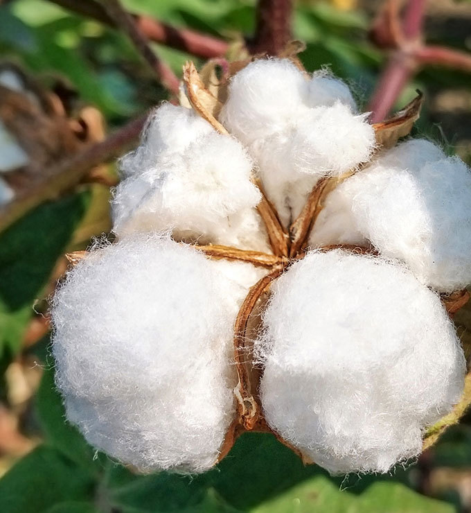 鏂板畨妫夎姳