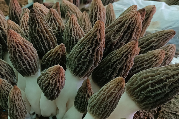 羊肚菌基地