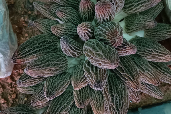 羊肚菌基地