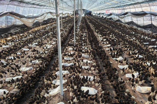 羊肚菌基地