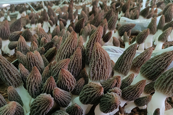 羊肚菌基地
