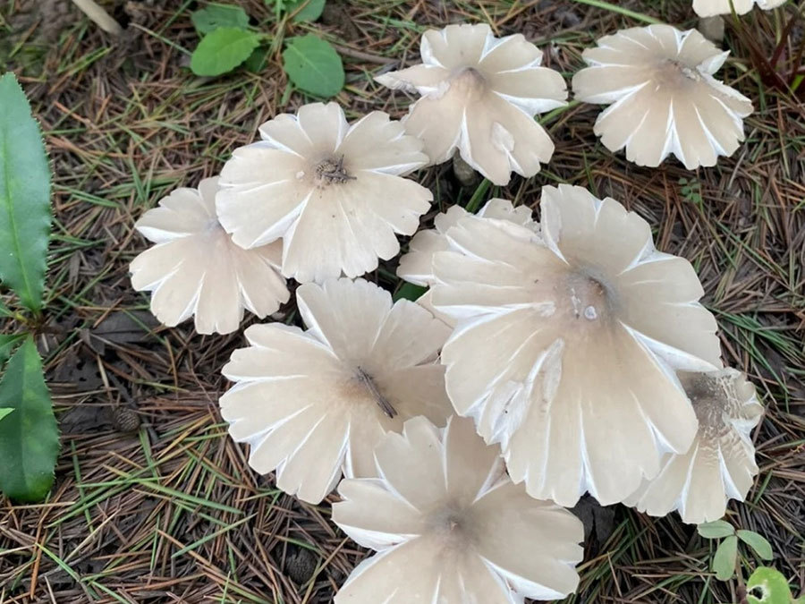 白色傘菌 白色傘菌