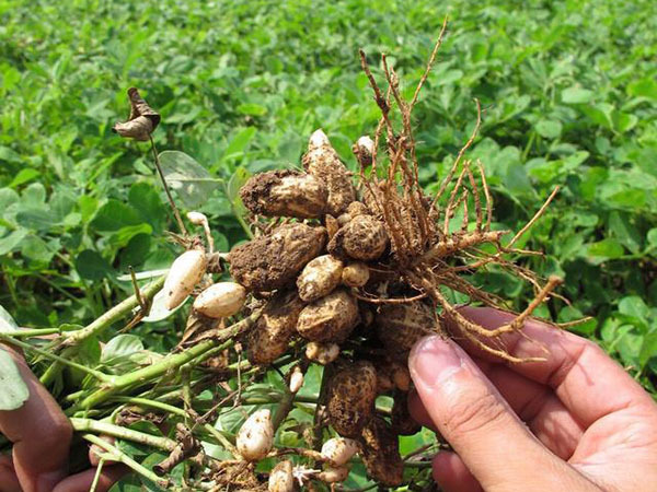 Peanut Planting Technology Peanut Planting Technology