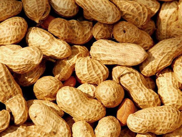 Precautions for storing peanuts Precautions for storing peanuts