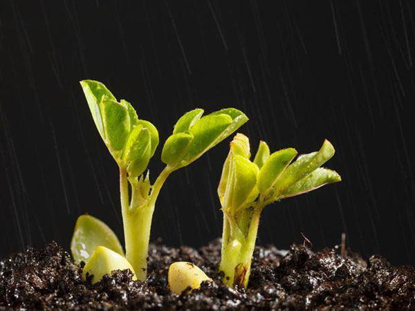 The relationship between peanut growth and temperature The relationship between peanut growth and temperature